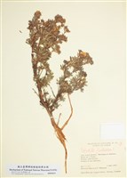 藏品(金露梅)的圖片